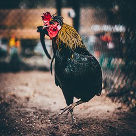 rooster by Bjorn Brekelmans