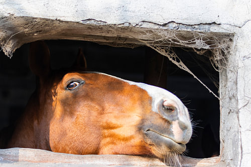 Paard bij het stalraam – Rustiek plattelandsleven