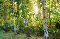 Herfstberken tegen het licht van Ostsee Bilder thumbnail