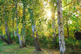 Autumn birches against the light by Ostsee Bilder