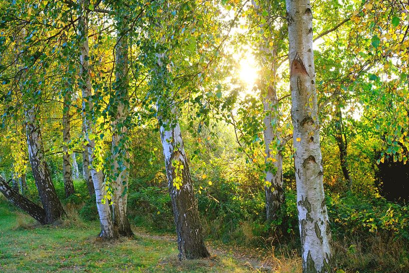 Herfstberken tegen het licht van Ostsee Bilder