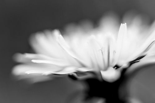 Kwetsbaar bloemetje II