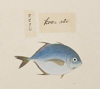 Eine Art von Caranx, Kawahara Keiga