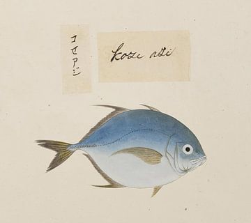 Une espèce de Caranx, Kawahara Keiga sur Fish and Wildlife