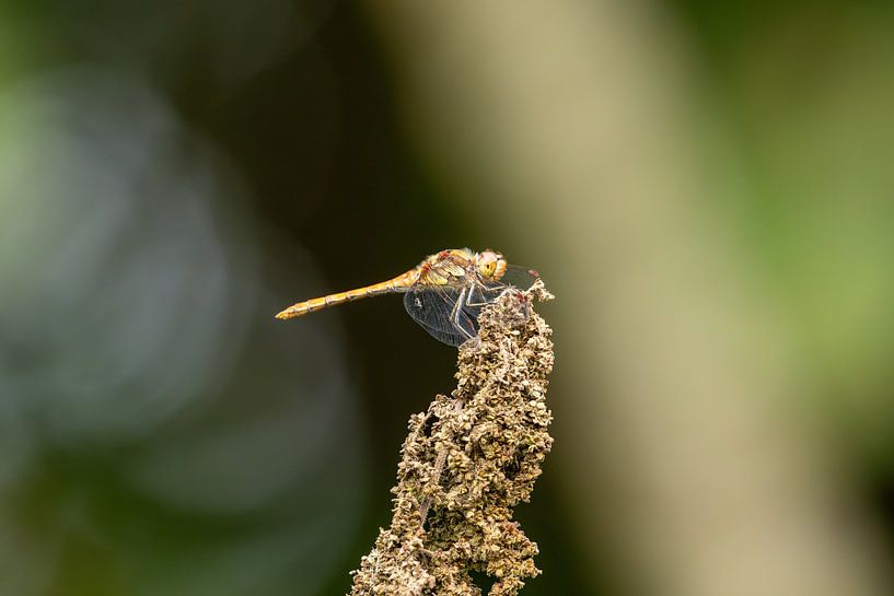 Brown red-backed pileated dragonfly warms up a little more by Erwin van Eekhout