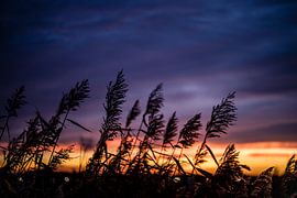 Wuivend riet in de avond 2 by Jack Vermeulen