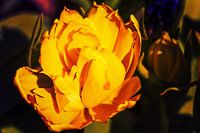 Blüte im Sonnenlicht