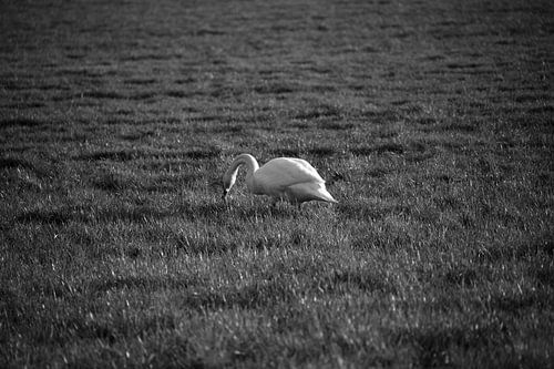 Twee zwanen op een weiland in Emsland