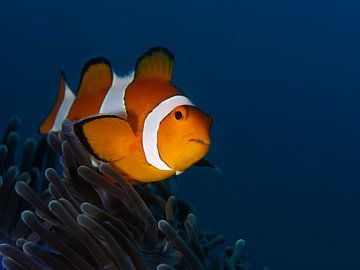 Nemo in a blue underwater world No II by Mieke Noordanus