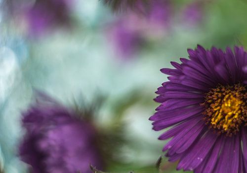 Wilde bloem