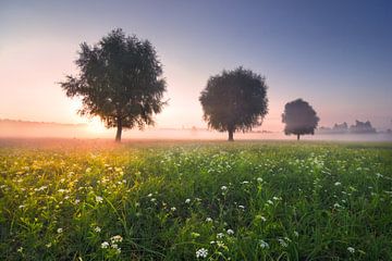 Sommermorgen auf der Wiese von Stanislav Salamanov