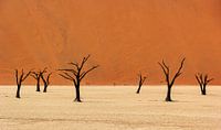 Sossusvlei Namibia (1) by Adelheid Smitt thumbnail