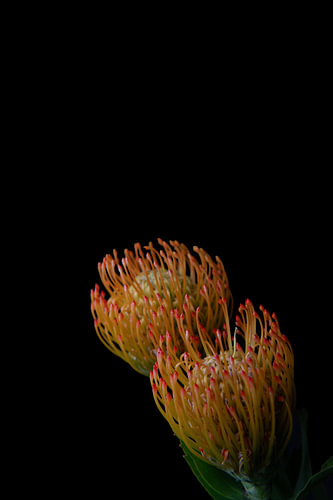 Copper Drift