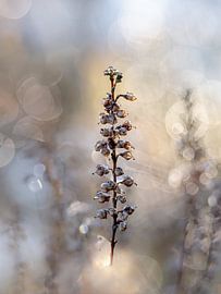 The golden light by Angela Kraan