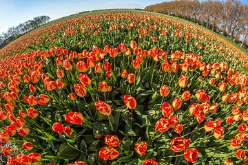 Bereich der Tulpen von mike van schoonderwalt