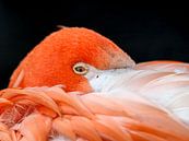 Roter Flamingo : Tierpark der Alten Hand von Loek Lobel Miniaturansicht