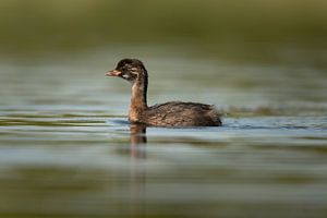 Jeune grèbe castagneux dans l'eau