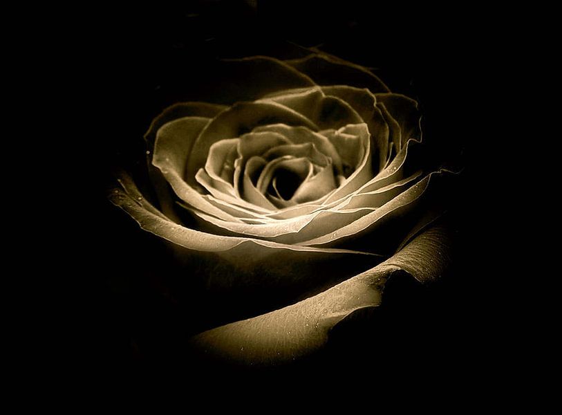 Goldene Rose von erikaktus gurun