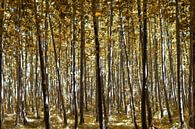 Geel herfst bos van Miranda van Hulst thumbnail