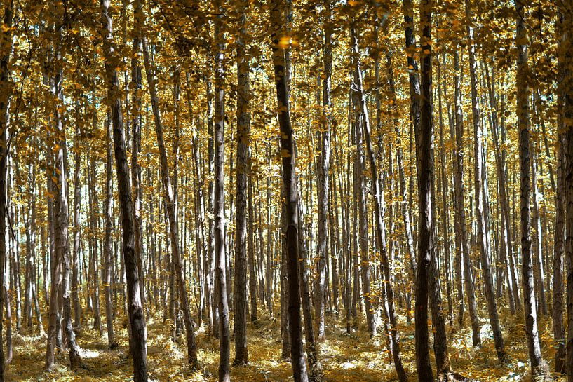 Geel herfst bos van Miranda van Hulst