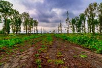 Verlaten weg op het platteland