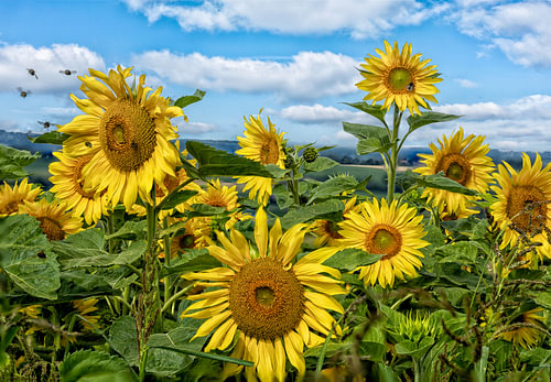 Zonnebloemen en bijen in dit zomers tafereeltje van John Kreukniet