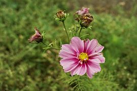 Cosmea, Aster mexicain
