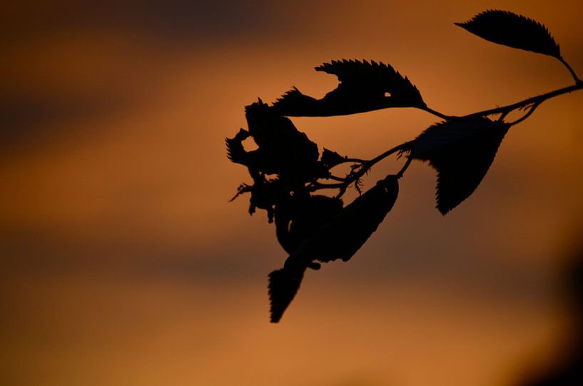 Eenzaam blad by Susanne Hermsen