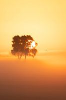 Vogel im Nebel
