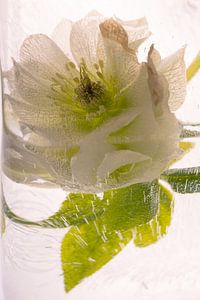 Lenzrose in Eis 3