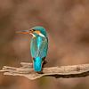 Kingfisher (Alcedo atthis)  by Richard Guijt Photography
