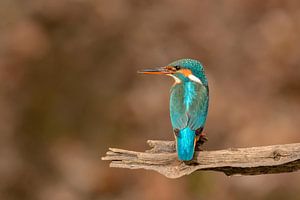 Eisvogel (Alcedo atthis) 