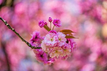 roze bloesem bloemen aan tak met vage achtergrond