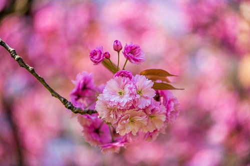 roze bloesem bloemen aan tak met vage achtergrond