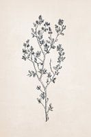 Tekening van wilde bloemen