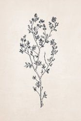 Wildblumen-Zeichnung