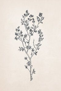 Wildflower Drawing by Apolo Prints
