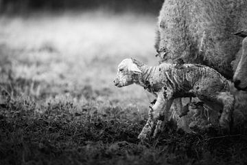 Newborn lambs by Lisa Dumon