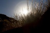 L'herbe en Namibie par Nicky Kapel Aperçu