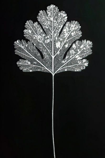Feuille d'arbre sur fond noir par Franka Poulain