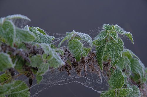 Gesuikerd groen von Geert Jan Klinkhamer