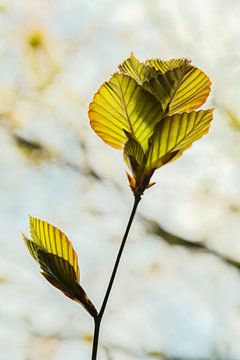 Close-up of beech leaf. by tim eshuis