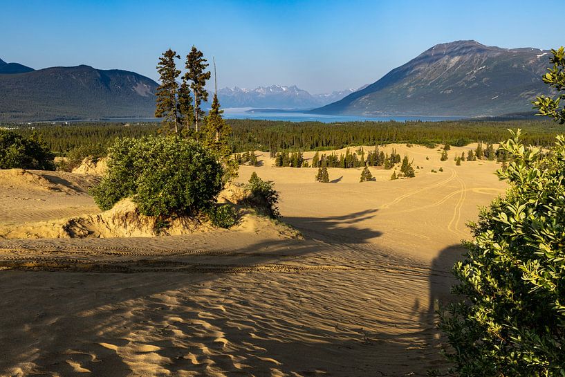 Die Wüste von Carcross in Kanada von Roland Brack