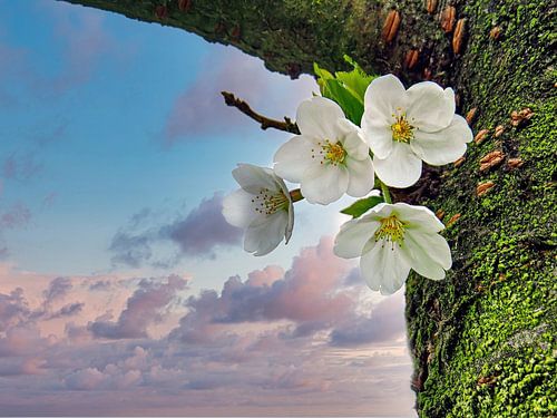 Sakura (Japanese Cherry)