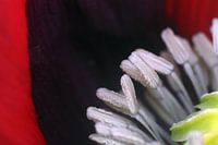 Poppy seeds