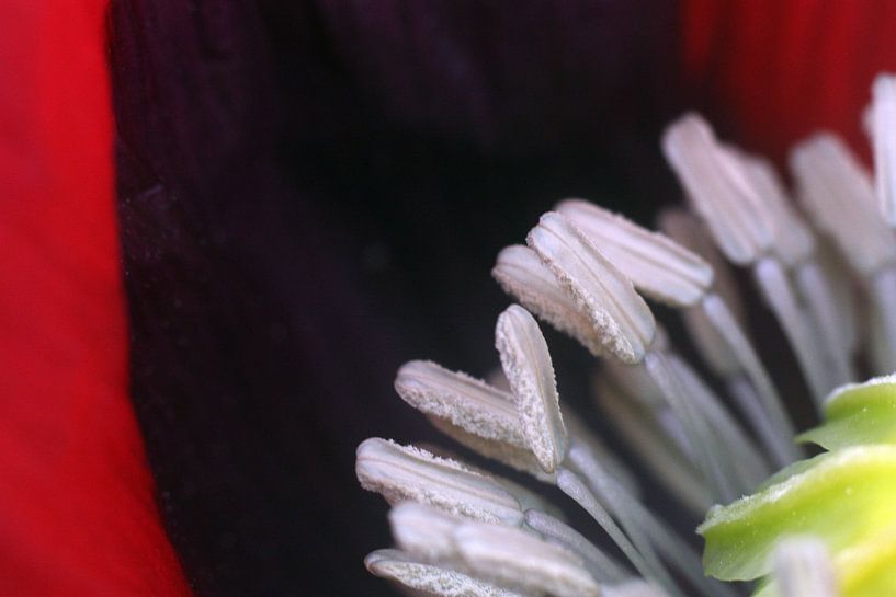 Poppy seeds by Helmut Neumann Blütenfotografie