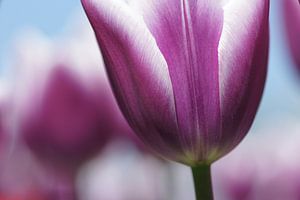 Pink Tulips van Carla Mesken-Dijkhoff