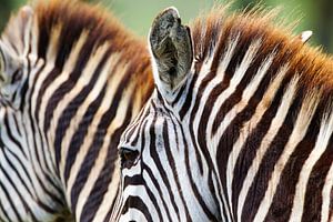 LPH 70522892 Twee zebra's van BeeldigBeeld Food & Lifestyle