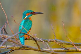 IJsvogel by Harry Jamont