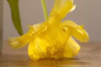 Gelbe Tulpe auf Eichentisch gebogen